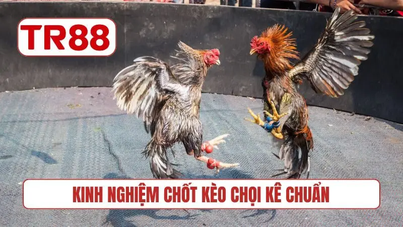 Kinh nghiệm chốt kèo chọi kê chuẩn