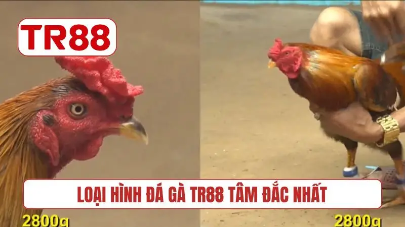 Loại hình đá gà TR88 tâm đắc nhất